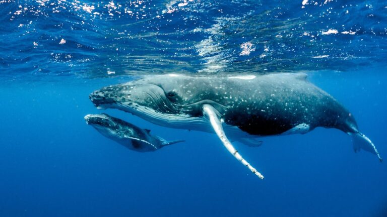 Two humpback whales, one large and one smaller, swim gracefully in the deep blue ocean just below the surface.